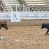 Volunteer Ranch Horse â€œBeat the Heatâ€ Show
